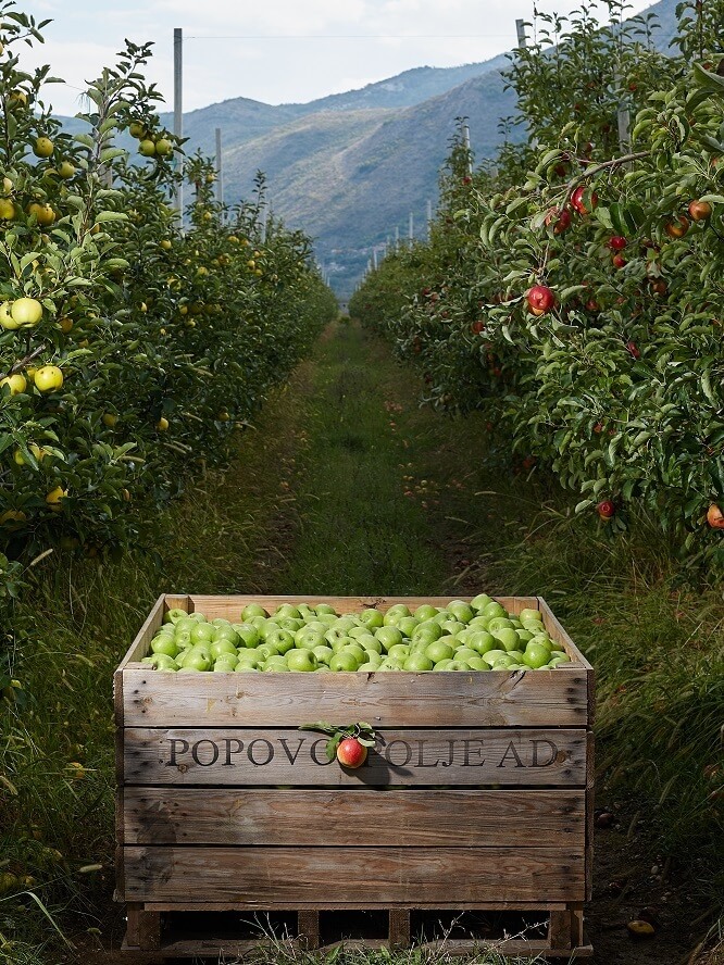 Orchard Popovo polje