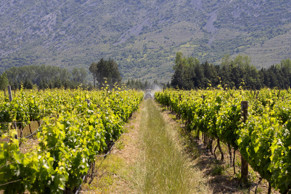 Vineyards Popovo polje