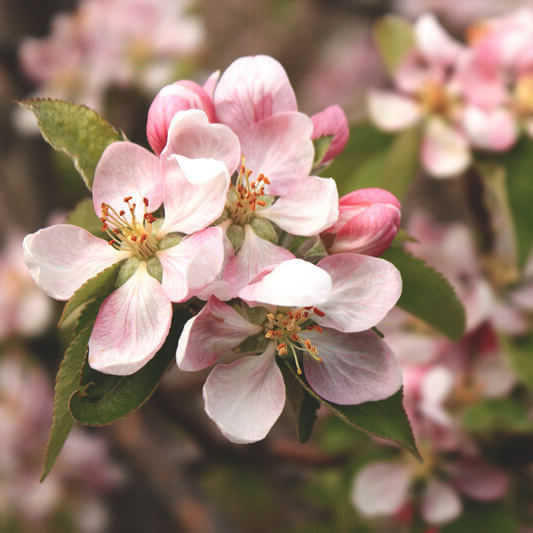 Apple Flower Popovo polje