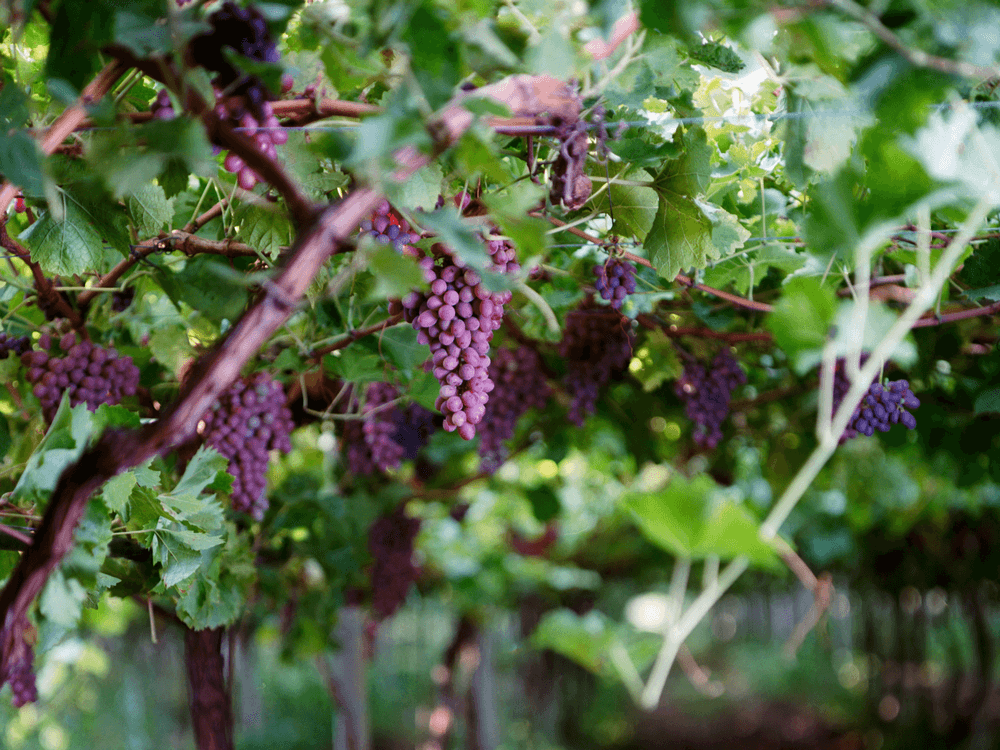 Grapes Popovo polje