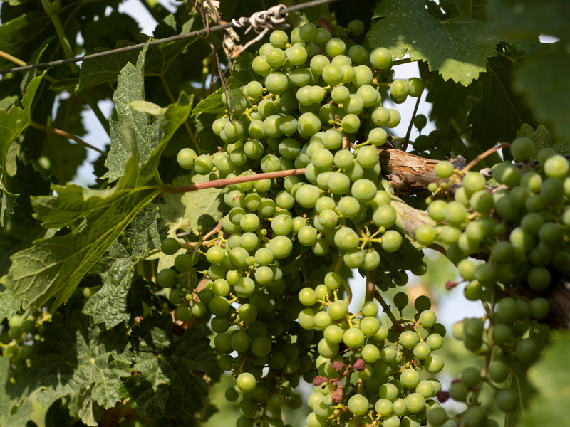 Grapes Popovo polje